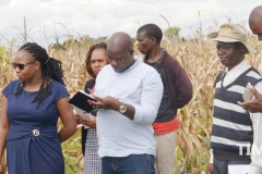 12.-Stakeholders-in-aflatoxin-mitigation-in-Malawi-visit-a-maize-farm