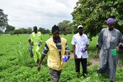 2.-Farmers-in-The-Gambia-being-trained-on-how-to-apply-aflasafe-a-biotechnology-for-aflatoxin-control.-scaled