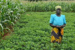 Women-in-Malawi-are-actively-engaged-maize-and-groundnut-cultivation-Credit_-CCAFS-CGIAR